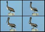 (03) montage (pelicans).jpg    (1000x720)    205 KB                              click to see enlarged picture